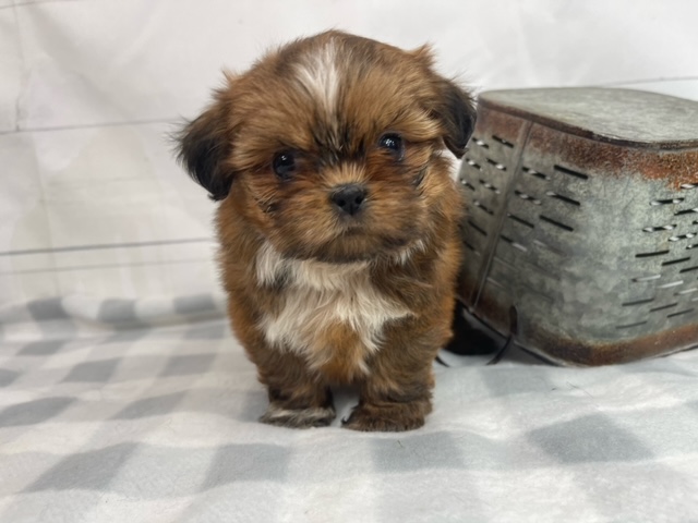 puppy, for, sale, Shih Tzu, Alisa  Breedlove, dog, breeder, Waynesville, MO, dog-breeder, puppy-for-sale, forsale, nearby, find, puppyfind, locator, puppylocator, aca